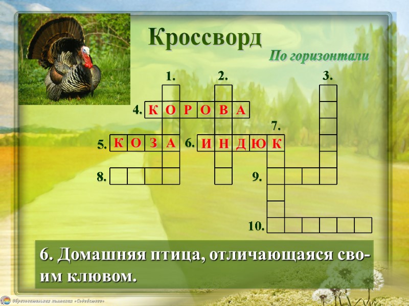 Кроссворд 6. Домашняя птица, отличающаяся сво- им клювом. По горизонтали